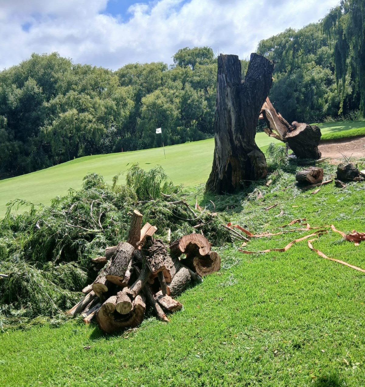 Bravo Tree Felling professional team in Pretoria