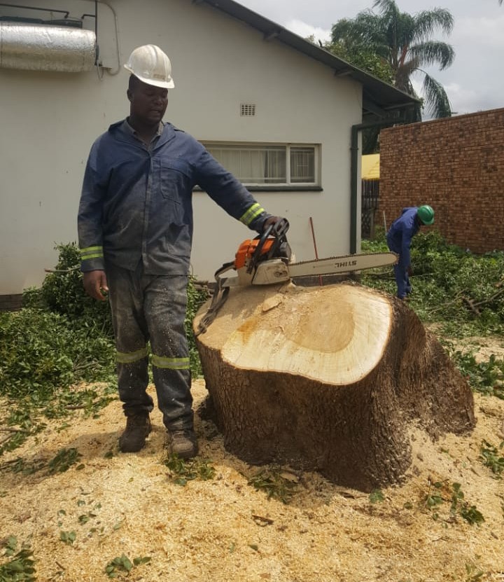 Stump removal services